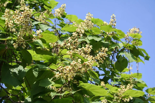 Kwitnące Drzewo Catalpa Pięknymi Jasnożółtymi Kwiatami Gałęzi Przeciwko Błękitnemu Niebu — Zdjęcie stockowe