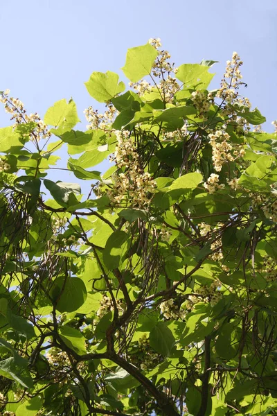 青空を背景に枝に美しい薄黄色の花を咲かせるカタルパの木 — ストック写真
