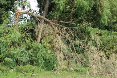 Fırtına hasarı. Bir yaz fırtınasından sonra bahçede birçok ağaç devrildi.