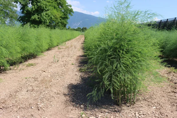 Kuşkonmaz bitkileri yazın tarlada yetişiyor. Güneşli bir günde kuşkonmaz kesimi