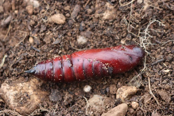 Capullo Mariposa Marrón Suelo Greater Death Dead Hawk Moth Cocoon — Foto de Stock