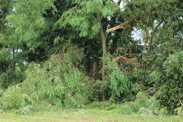 폭풍피해 여름철 폭풍이 몰아친 정원에서 쓰러진 나무들 — 스톡 사진