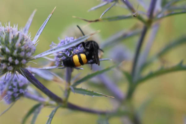 Scolia Hirta Blue Sea Holly Black Yellow Wasp Collecting Nectar — Stock Photo, Image