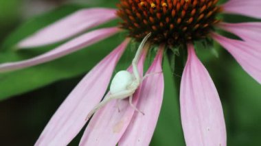 Misumena vatia ya da beyaz yengeç dişi Rudbeckia çiçeğinin üzerinde oturur.