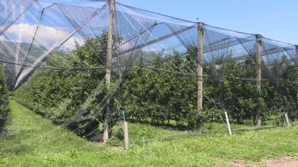 Beschermingsnetten Tegen Vogels Insecten Hagelstenen Een Appelboomgaard Het Italiaanse Platteland — Stockvideo