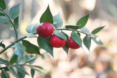 Olgun kırmızı böğürtlenli Kasap Broom çalısı. Ruscus aculeatus kış ormanında çalılık 