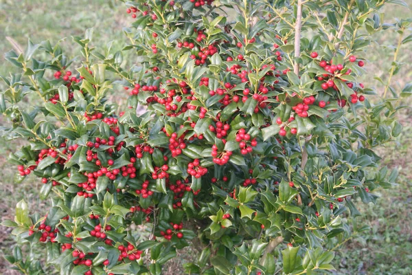 Bahçede yeşil yapraklı ve kırmızı meyveli Holly Bush. Ilex cornuta