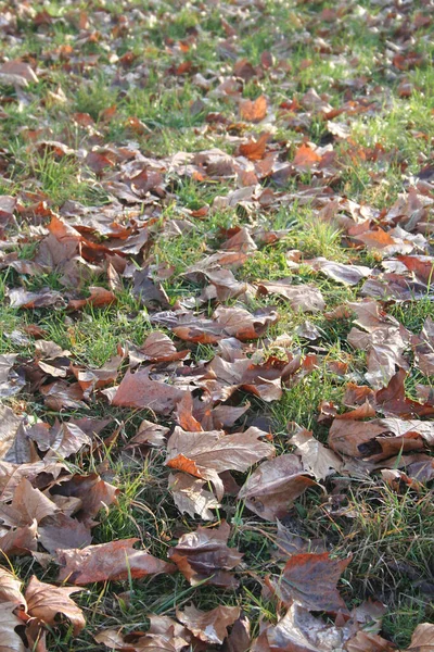Trocken Gefallene Braune Platanen Auf Dem Gras Zur Herbstzeit — Stockfoto