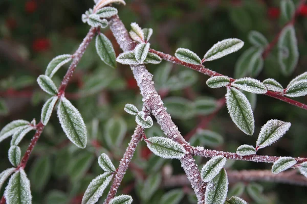 Rama Congelada Del Arbusto Cotoneaster Jardín Invierno — Foto de Stock