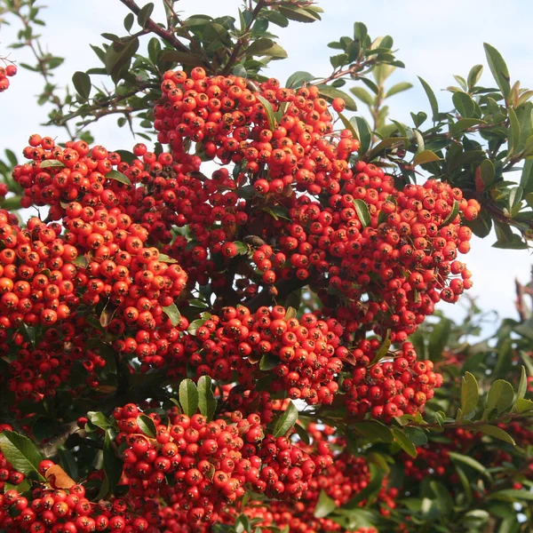 Rote Beeren Des Pyracantha Busches Feuerdornfrüchte Garten Herbst — Stockfoto