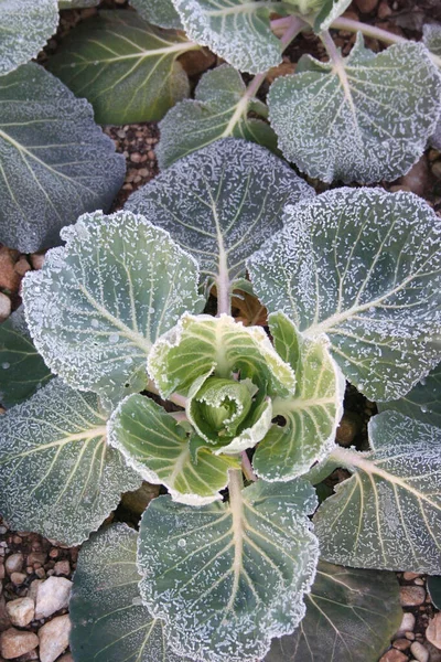 Chou Vert Dans Champ Couvert Gel Pendant Saison Hivernale Brassica — Photo