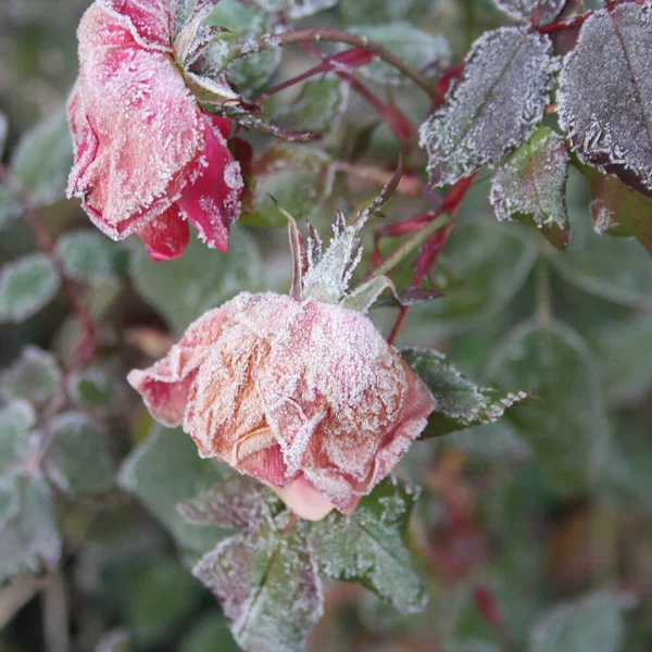 Rosa Flor Rosa Arbusto Cubierto Por Las Heladas Temporada Invierno — Foto de Stock