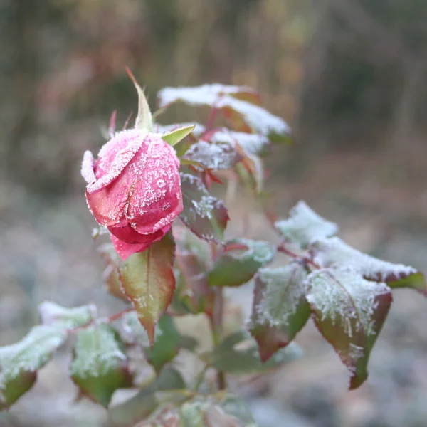 Rosa Rosa Flor Arbusto Coberto Por Geada Temporada Inverno Jardim — Fotografia de Stock