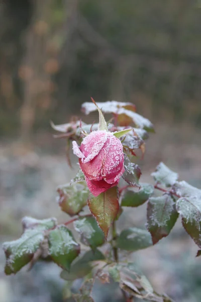 Fleur Rose Sur Buisson Recouverte Givre Hiver Jardin Hiver — Photo