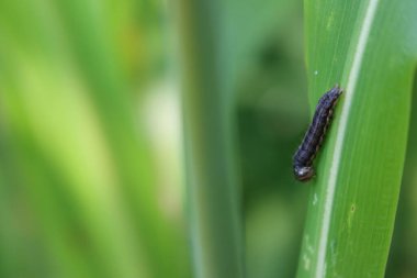 Armyworm güve larvası tarladaki Sorghum bitkisinin üzerinde. Mythimna unipuncta güvesi. Spodoptera frugiperda
