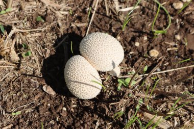 Çayırdaki iki yeni Calvatia utriforis 'in ya da Mozaik tütsülenmiş beyaz mantarın üst görüntüsü 