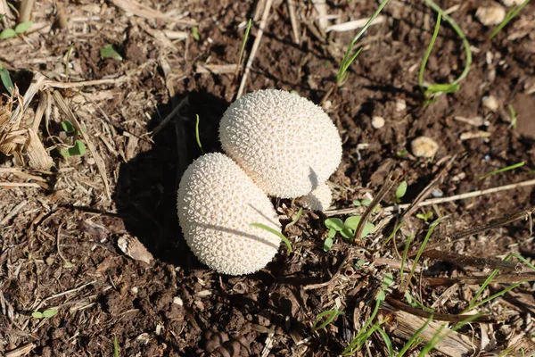 Çayırdaki iki yeni Calvatia utriforis 'in ya da Mozaik tütsülenmiş beyaz mantarın üst görüntüsü 