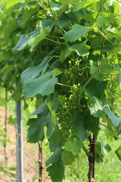 Jovem Cacho Uvas Crescendo Ramo Videira Dia Ensolarado — Fotografia de Stock