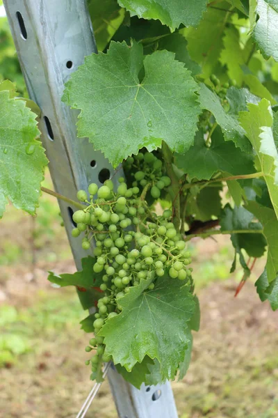 Jovem Cacho Uvas Crescendo Ramo Videira Dia Ensolarado — Fotografia de Stock