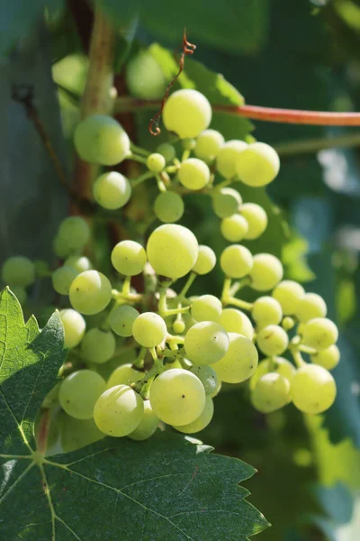 Raisin Blanc Mûr Sur Branche Prêt Être Récolté Dans Vignoble — Photo