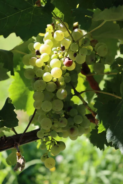 Uvas Blancas Maduras Rama Dañadas Por Granizo Después Una Tormenta — Foto de Stock