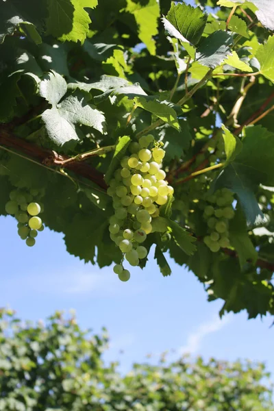 Érett Fehér Szőlő Ágon Készen Áll Szüretre Szőlőben Vitis Vinifera — Stock Fotó