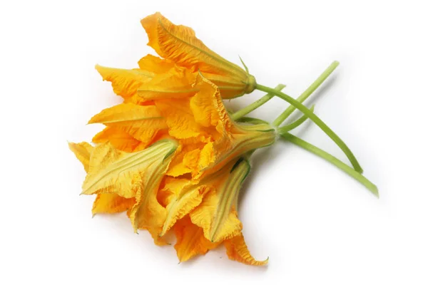 Beyaz arkaplanda bir demet kabak çiçeği