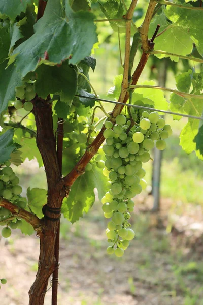 Uva Branca Madura Ramo Pronta Para Colheita Vinha Vitis Vinifera — Fotografia de Stock