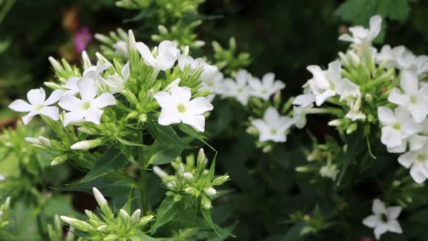 庭に美しい小さな白い花を持つPhlox Paniculata フジヤマ — ストック動画