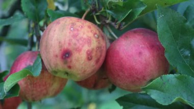Çürümüş kırmızı Gala elmaları güneşli bir günde meyve bahçesinde dalda