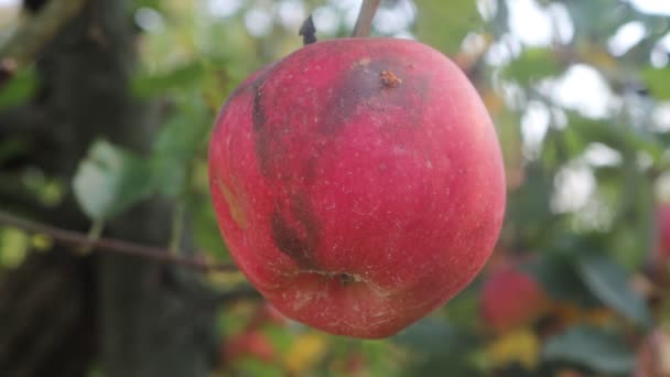 Manzanas Gala Rojas Maduras Podridas Rama Huerto Día Soleado — Vídeos de Stock