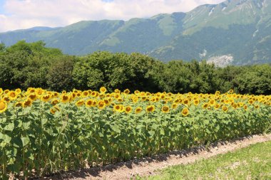 Güneşli bir günde İtalya kırsalında açan ayçiçekleri. Helianthus anuus tarımı
