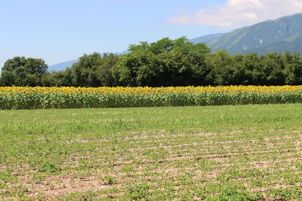 晴れた日にはイタリアの田舎の花を咲かせます Helianthus Annuus栽培 — ストック写真