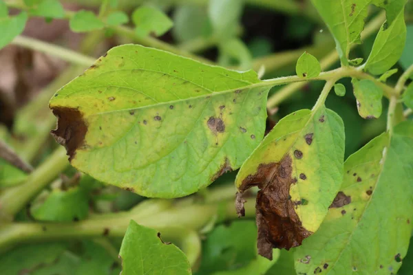 Patates fabrikasında hastalık. Yeşil patatesin kahverengi kuru noktaları bitkinin üzerinde 