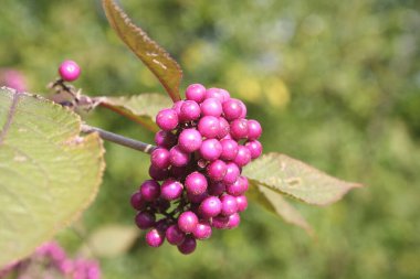 Beautyberry şubesindeki olgun mor böğürtlenlerin yakın çekimi. Callicarpa bodinieri çalıları sonbahar mevsiminde