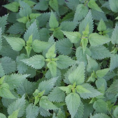 Bahçede yetişen yeşil Nettle bitkilerinin en üst görüntüsü. Urtica dioica