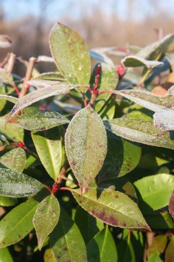 Kızıl Robin Photinia çalısı kış mevsiminde bahçede donla kaplıdır. Photinia fraseri çiti