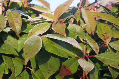 Kızıl Robin Photinia çalısı kış mevsiminde bahçede donla kaplıdır. Photinia fraseri çiti