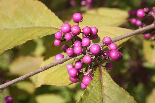 Nahaufnahme Von Reifen Violetten Beeren Auf Dem Beautyberry Zweig Callicarpa — Stockfoto