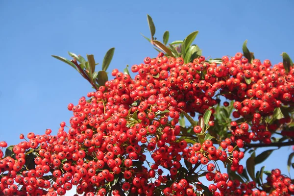 Piękne Czerwone Jagody Krzewie Pyracantha Przeciwko Błękitnemu Niebu Opalacz Jesienią — Zdjęcie stockowe