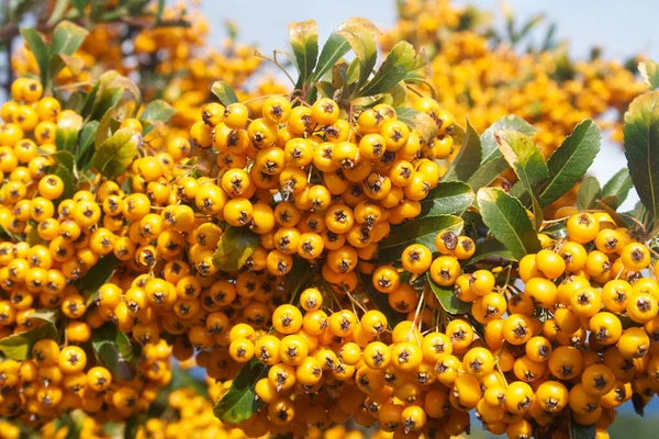 Hermosas Bayas Amarillas Arbusto Pyracantha Espino Fuego Otoño Jardín —  Fotos de Stock