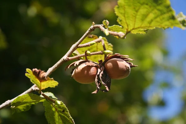 Sonbaharda dalda olgun kahverengi fındıklar. Güneşli bir günde Corylus Avellana ağacı