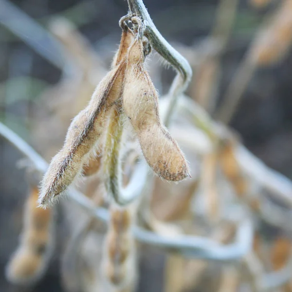 Soybean pods on dry plants in the field. cultivated Glycine max