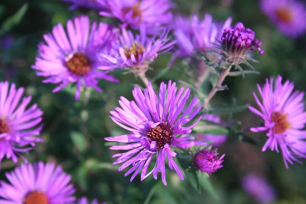 Пурпурные Цветы Астера Саду Aster Frikarti Цветы Осенью — стоковое фото