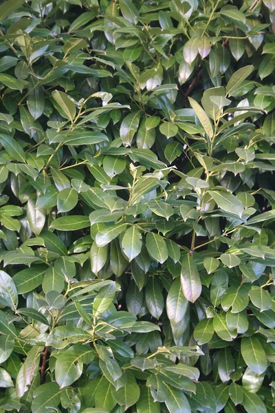 Bahçesinde Yemyeşil Yapraklar Olan Kiraz Ağacı Çalısı Prunus Laurocerasus Çiti — Stok fotoğraf