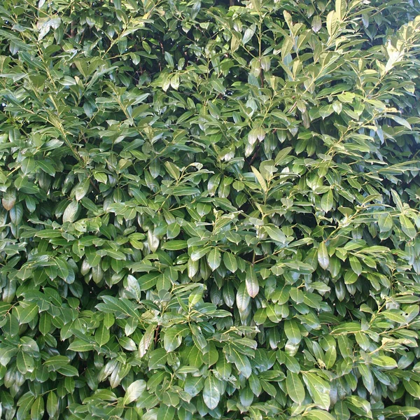 Cerisier Laurier Buisson Avec Feuilles Persistantes Dans Jardin Haie Prunus — Photo