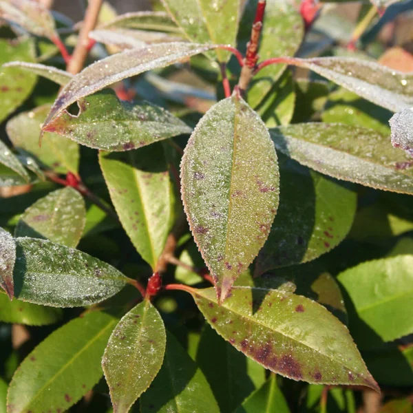 Kızıl Robin Photinia çalısı kış mevsiminde bahçede donla kaplıdır. Photinia fraseri çiti