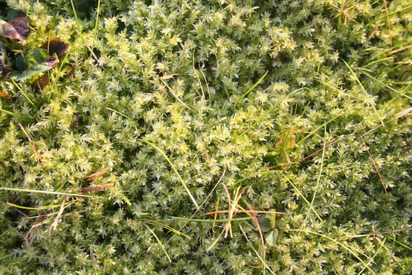 冬の森の中の霜で覆われた緑の苔のクローズアップ — ストック写真