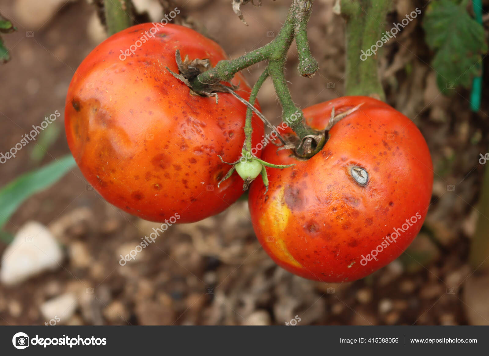 Red Rotten Tomatoes Plant Vegetable Garden Plants Disease Stock Photo by ©SaraTM 415088056