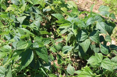 Pembe çiçekli Fransız fasulyesi. Güneşli bir günde sebze bahçesinde çiçek açan fasulye tohumu.  